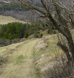 Bare trees on landscape