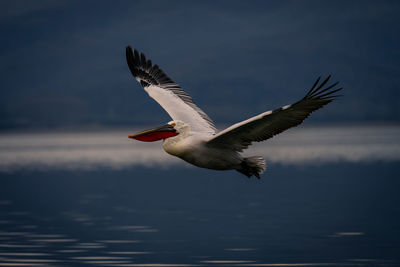 Bird flying against sky