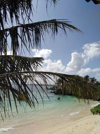 Palm trees on beach against sky