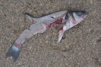 High angle view of fish on ground