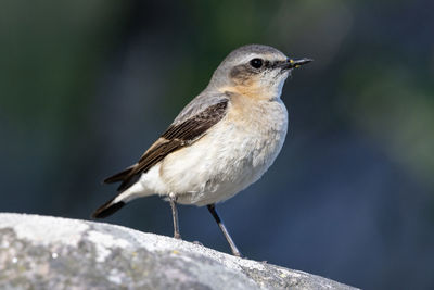 Close-up of bird perching on rock