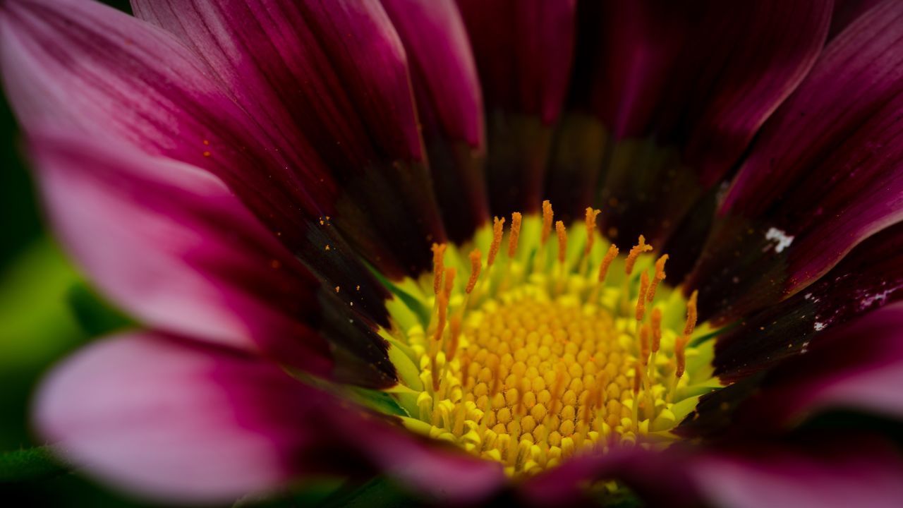 CLOSE UP OF PINK FLOWER