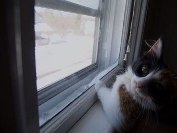 Cat looking through window