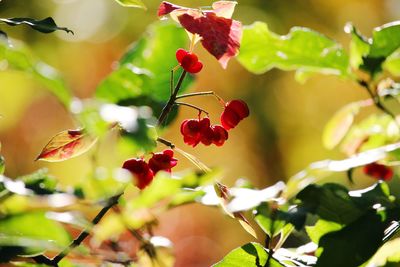 Close-up of red berries on tree