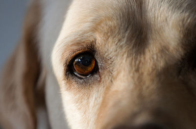 Close-up portrait of dog