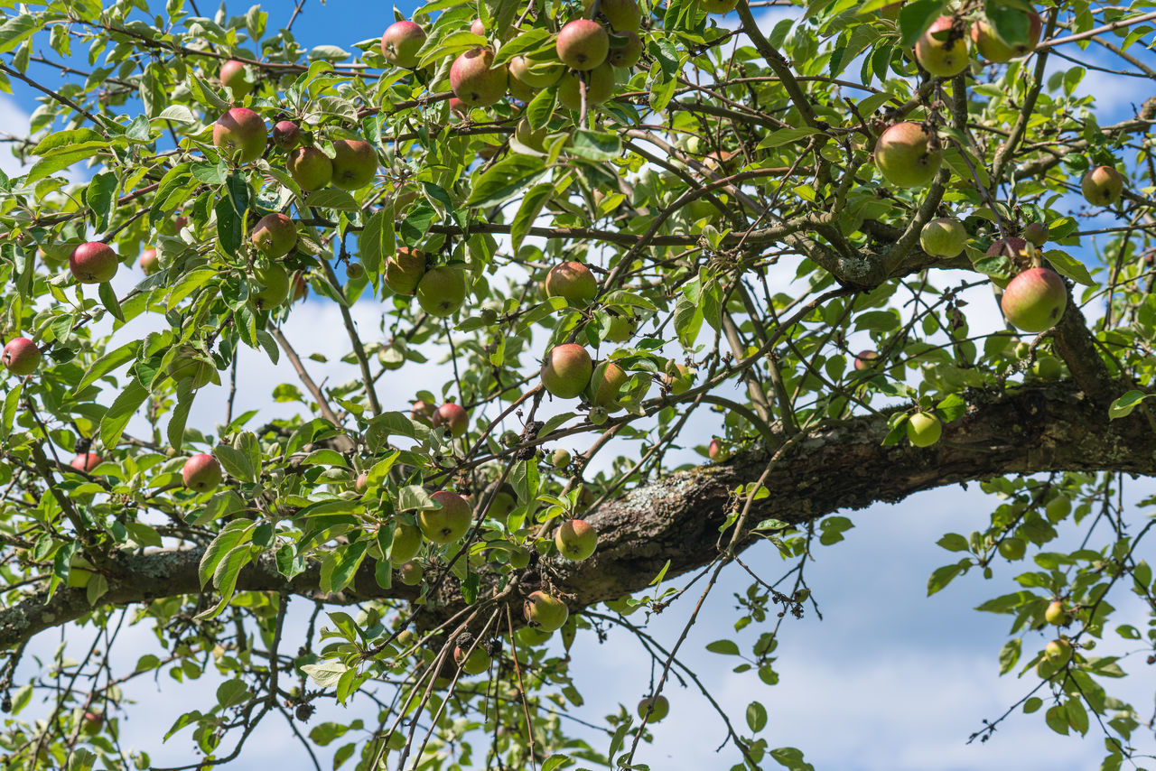 LOW ANGLE VIEW OF BIRD PERCHING ON BRANCH