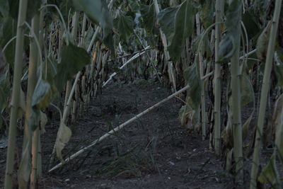 Close-up of bamboo plants on field in forest