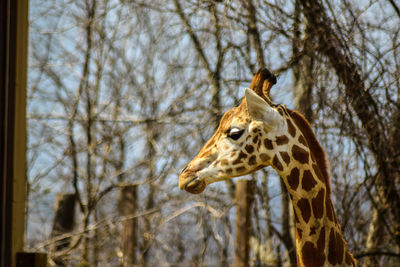 Low angle view of giraffe against bare trees