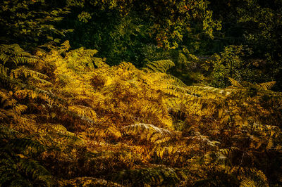 Full frame shot of trees in forest