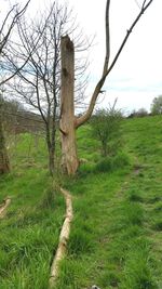 Bare trees on grassy field