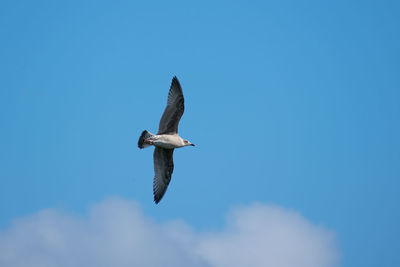 Low angle view of seagull flying in sky