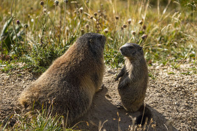 Close-up of meerkat on field