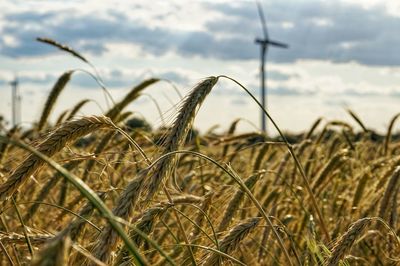 Close-up of wheat growing on field against sky