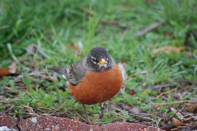Close-up of bird perching on field