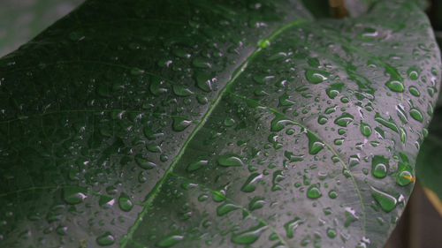 Close-up of wet plant leaves during rainy season