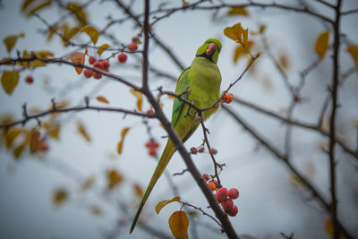Low angle view of bird perching on tree