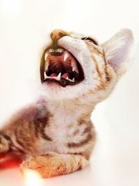 Close-up of a cat over white background