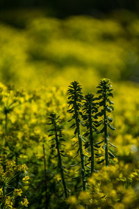 Close-up of yellow flowers on field