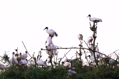 Low angle view of birds perching on land