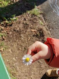 High angle view of hand holding flowering plant