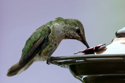 Bird perching on a feeder