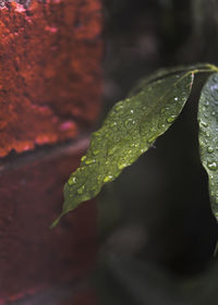 Close-up of wet leaves