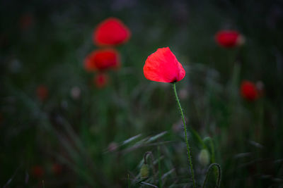 Close-up of red poppy flower on field