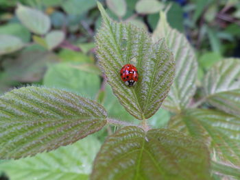 Close-up of ladybug on leaf