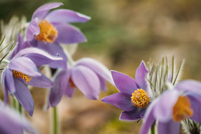 Close-up of purple flowering plants