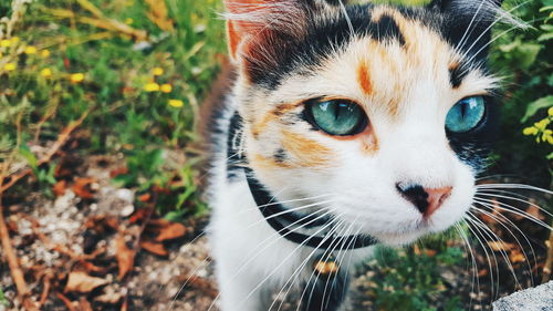 Close-up portrait of cat