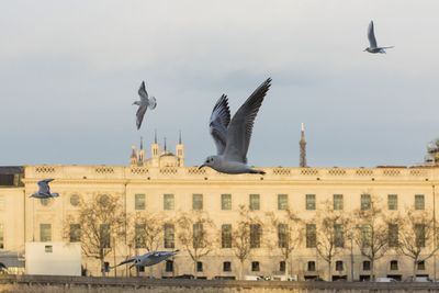 Seagulls flying over statue in city against sky