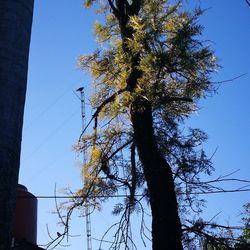 Low angle view of tree against clear blue sky