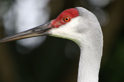 Close-up of a bird