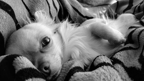 Portrait of cute chihuahua lying on sofa at home