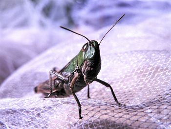 Macro shot of grasshopper on net