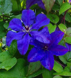 Close-up of purple iris blooming outdoors
