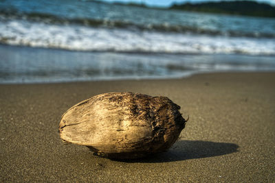 Close-up of pebble on beach