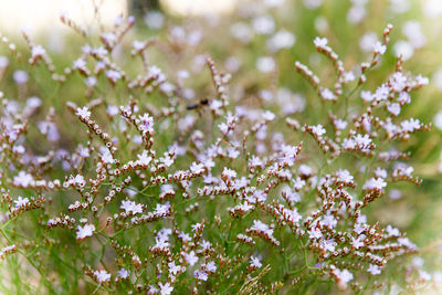 Close-up of pink flowers