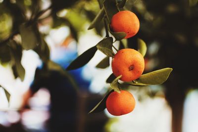 Close-up of fruit growing on tree