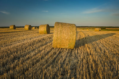 Round hay bales lying in the field, evening warm sunlight illuminating the field