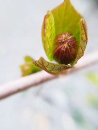 Close-up of flower bud growing outdoors