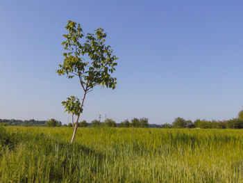 Scenic view of agricultural field against clear blue sky