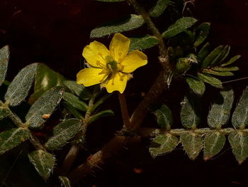 Close-up of yellow flowers