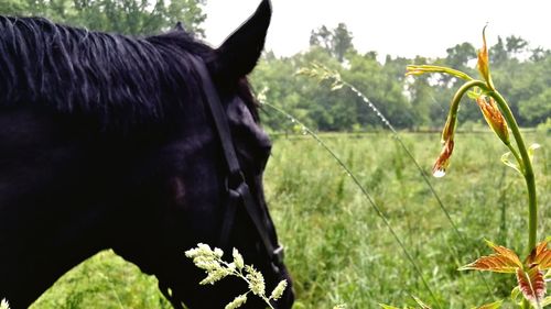 Close-up of horse on grassy field