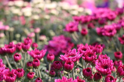 Close-up of pink flowers on field