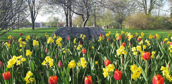 View of flowering plants in park