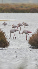 View of birds in lake