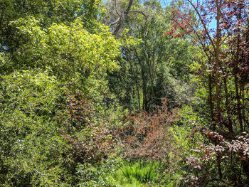 Trees growing in forest