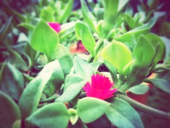 Close-up of pink flowers