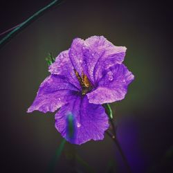 Close-up of wet purple flower